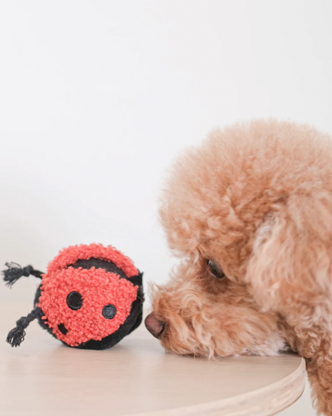 Ladybug POP