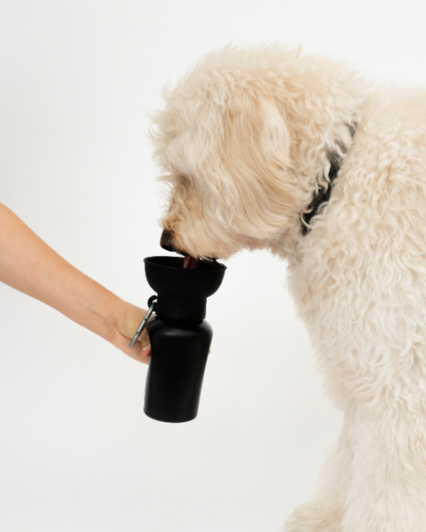 Flip Dog Travel Bottle (Black)
