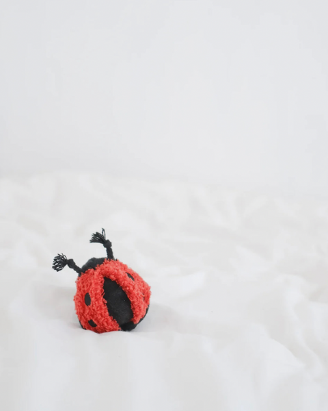 Ladybug POP