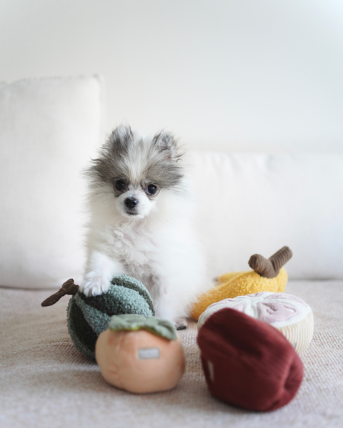 Squeaky Persimmon Toy