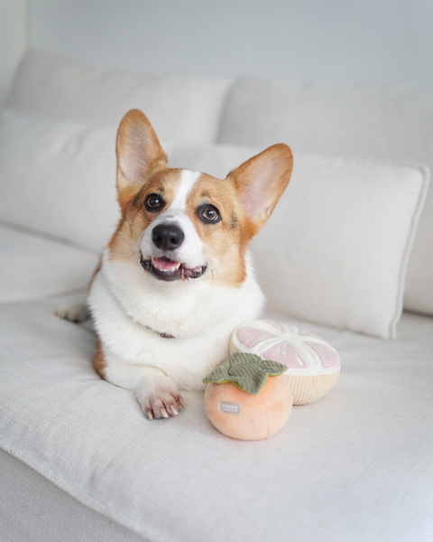 Grapefruit Snuffle Toy