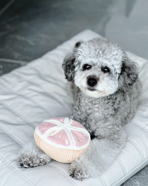 Grapefruit Snuffle Toy