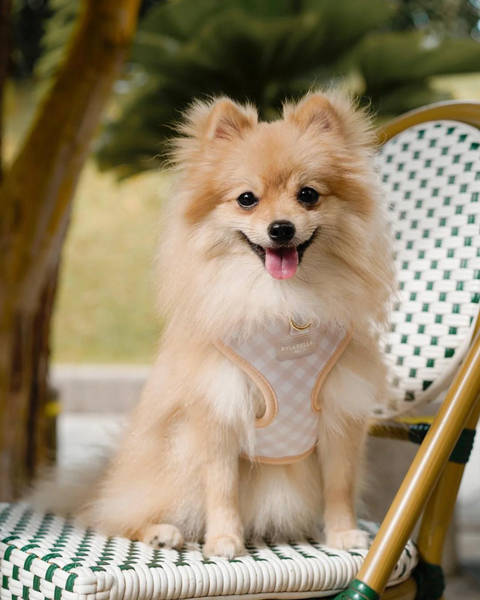 Macadamia Dog Harness
