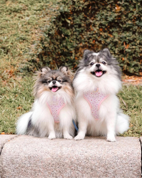 Odette Dog Harness