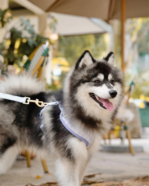 Archie’s Dog Harness