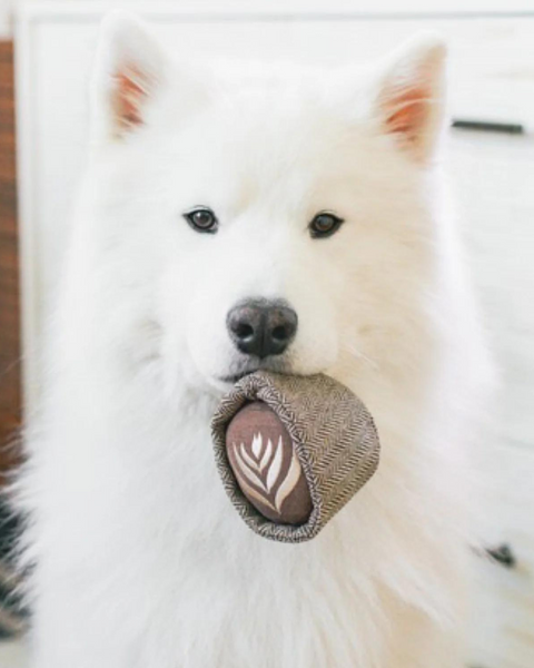 Latte POP