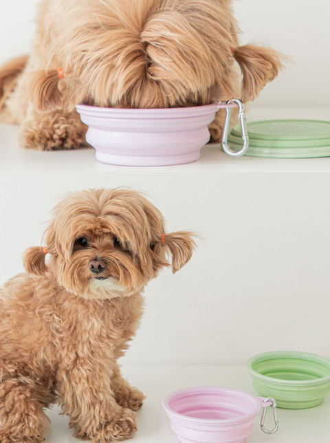 Collapsible Travel Bowl