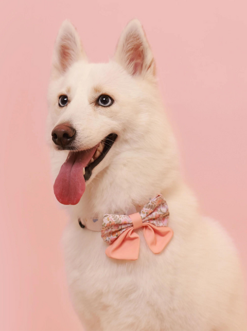 Aylabella Co Bow Ties