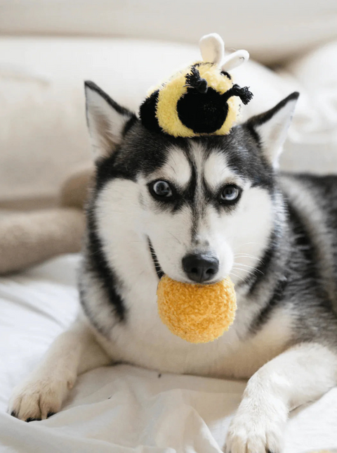 Bee POP