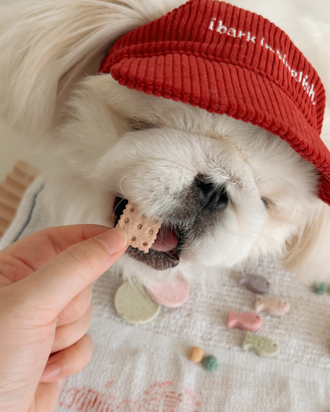 Cheese Biscuit