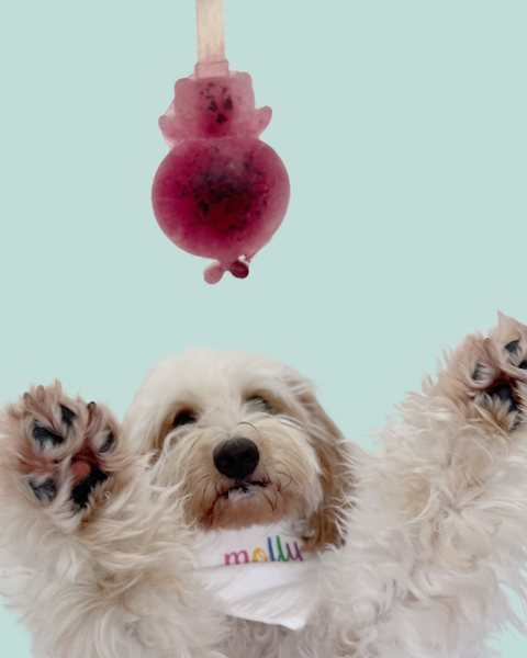 Regular Pawpsicles Mix & Match